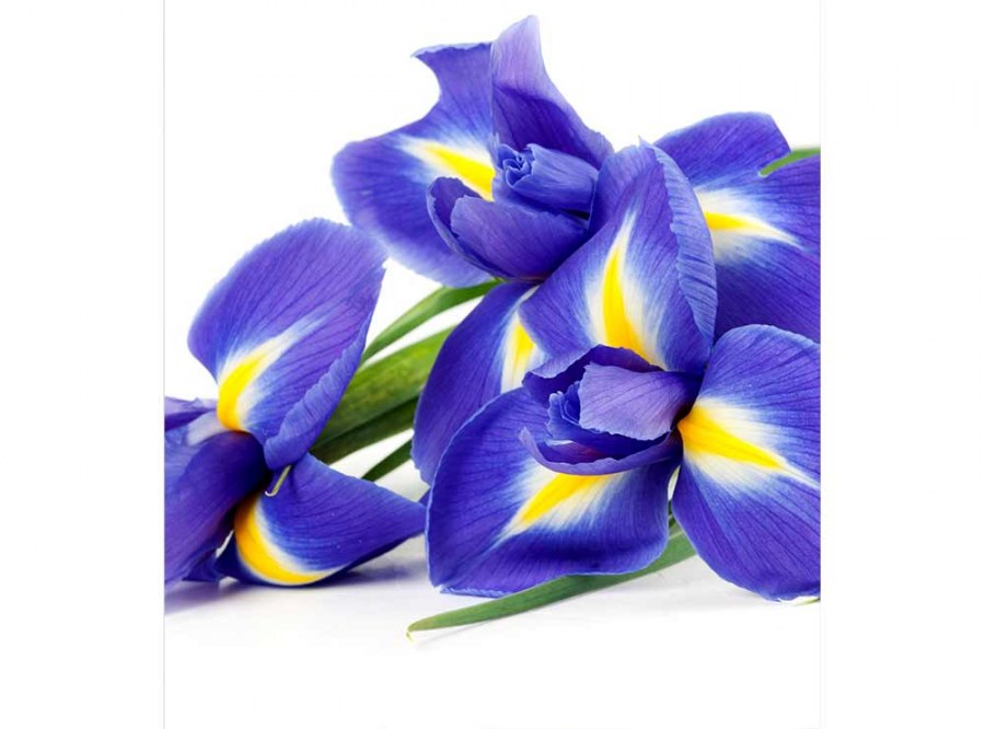 Flis foto tapeta Iris MS30149 | 225x250 cm - Od flisa