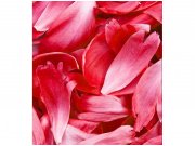 Flis foto tapeta Crvene latice MS30151 | 225x250 cm Od flisa