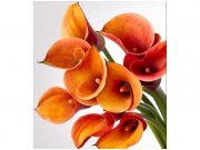 Flis foto tapeta Kala MS30152 | 225x250 cm Od flisa