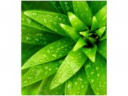 Flis foto tapeta Svježe lišće MS30153 | 225x250 cm Od flisa