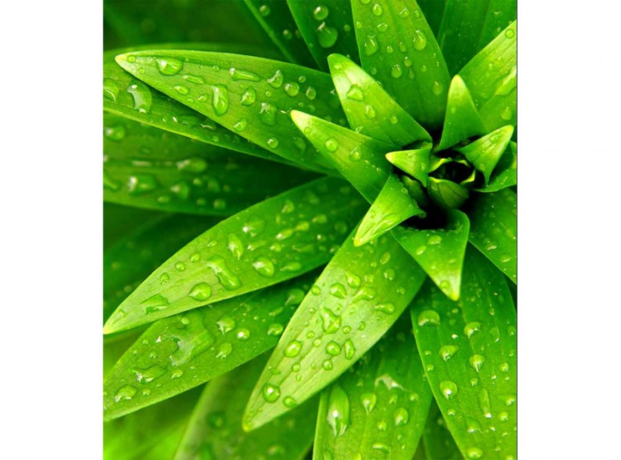 Flis foto tapeta Svježe lišće MS30153 | 225x250 cm - Od flisa