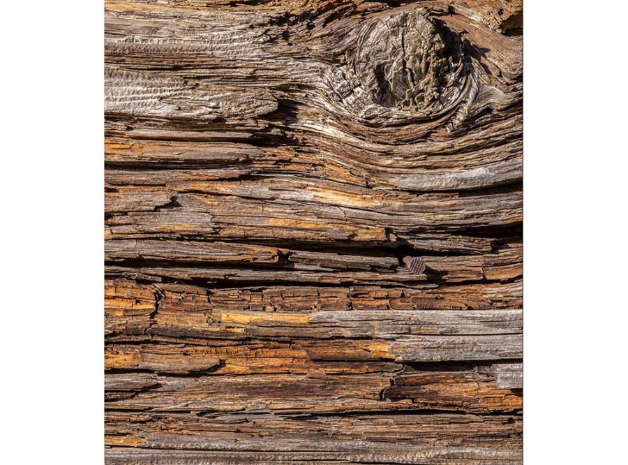 Flis foto tapeta Kora stabla MS30159 | 225x250 cm - Od flisa