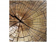 Flis foto tapeta Ljetopis MS30162 | 225x250 cm Od flisa