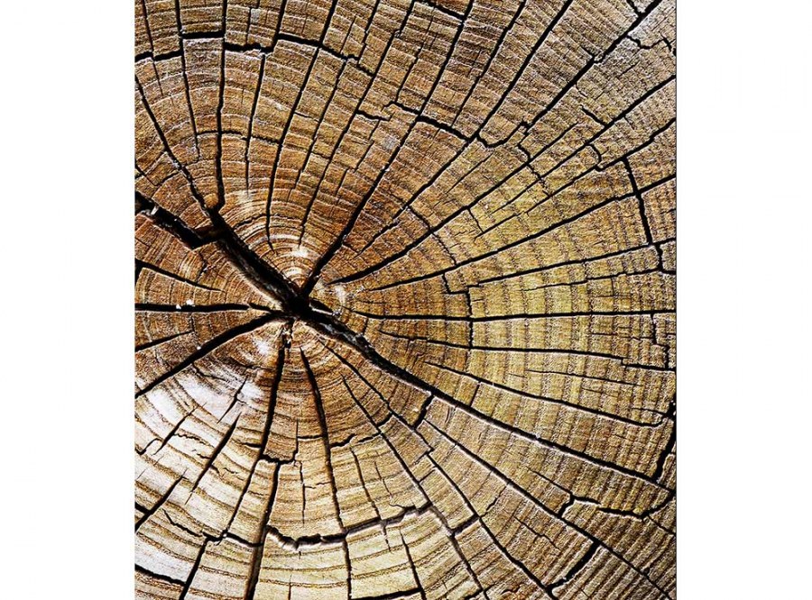 Flis foto tapeta Ljetopis MS30162 | 225x250 cm - Od flisa