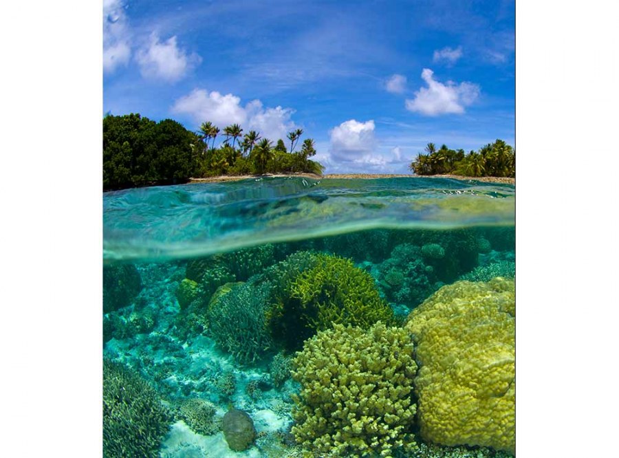 Flis foto tapeta Koraljni greben MS30200 | 225x250 cm - Od flisa