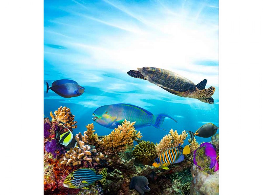Flis foto tapeta Ribe u oceanu MS30216 | 225x250 cm - Od flisa