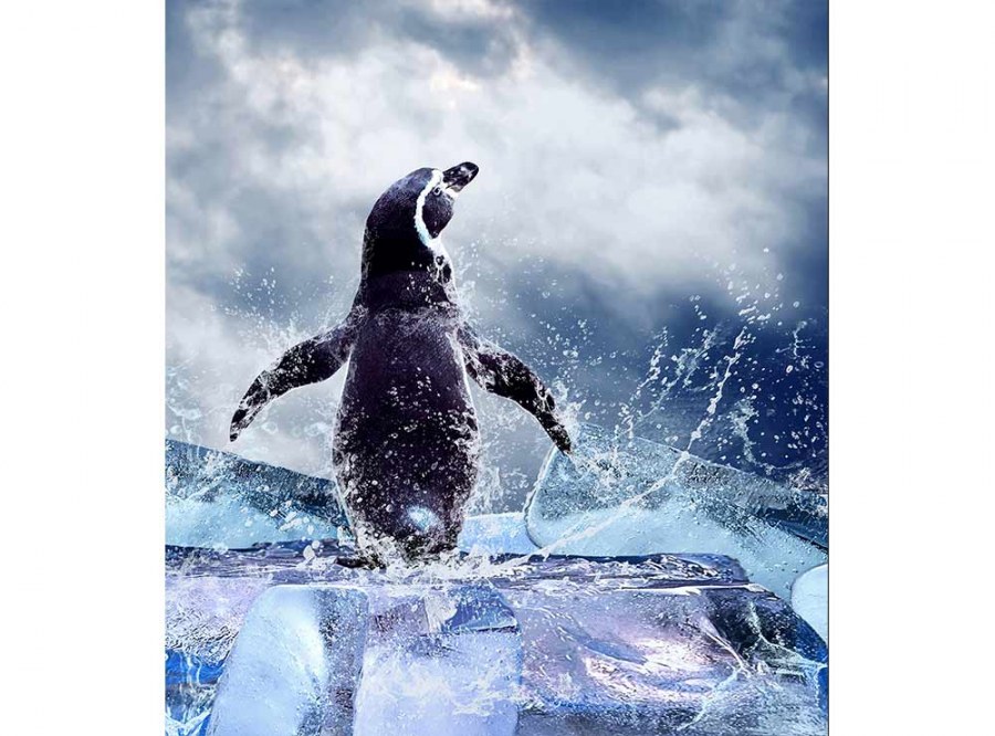 Flis foto tapeta Pingvin MS30219 | 225x250 cm - Od flisa