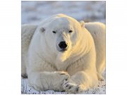Flis foto tapeta Polarni medvjed MS30220 | 225x250 cm Od flisa