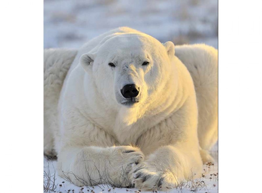 Flis foto tapeta Polarni medvjed MS30220 | 225x250 cm - Od flisa