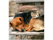 Flis foto tapeta Mačka i pas MS30221 | 225x250 cm Od flisa