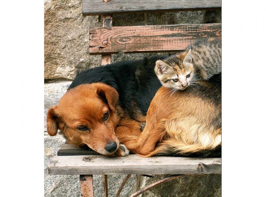 Flis foto tapeta Mačka i pas MS30221 | 225x250 cm - Od flisa