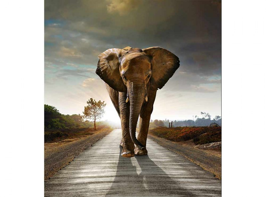 Flis foto tapeta Hodajući slon MS30225 | 225x250 cm - Od flisa