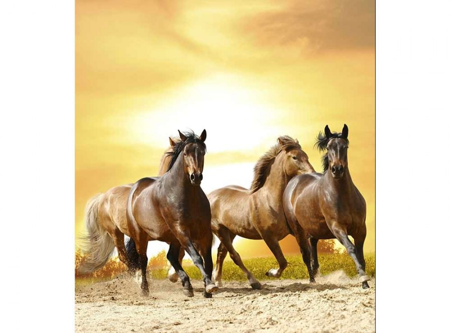 Flis foto tapeta Konji na zalasku sunca MS30227 | 225x250 cm - Od flisa