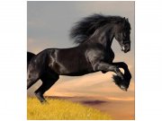 Flis foto tapeta Crni konj MS30228 | 225x250 cm Od flisa