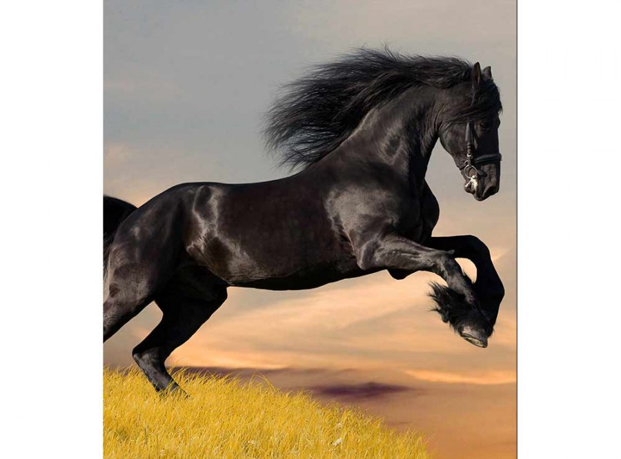 Flis foto tapeta Crni konj MS30228 | 225x250 cm - Od flisa