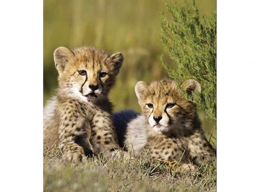 Flis foto tapeta Gepardi MS30229 | 225x250 cm - Od flisa