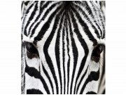 Flis foto tapeta Zebra MS30234 | 225x250 cm Od flisa