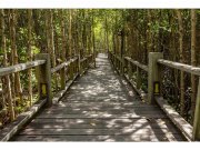 Flis foto tapeta Mangrovska šuma MS50059 | 375x250 cm Od flisa