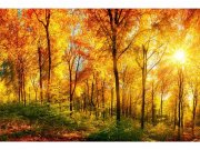 Flis foto tapeta Osunčana šuma MS50067 | 375x250 cm Od flisa