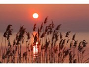 Flis foto tapeta Trska na jezeru MS50089 | 375x250 cm Od flisa