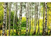 Flis foto tapeta Brezova šuma MS50094 | 375x250 cm Od flisa