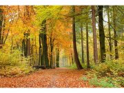 Flis foto tapeta Jesenjska šuma MS50099 | 375x250 cm Od flisa