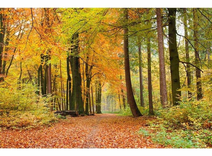 Flis foto tapeta Jesenjska šuma MS50099 | 375x250 cm - Od flisa