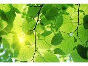 Flis foto tapeta Zeleno lišće MS50107 | 375x250 cm Od flisa