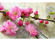 Flis foto tapeta Sakura MS50109 | 375x250 cm