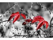 Flis foto tapeta Crveno lišće na crnoj pozadini MS50110 | 375x250 cm Od flisa