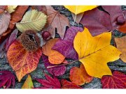Flis foto tapeta Jesenjsko lišće MS50112 | 375x250 cm Od flisa