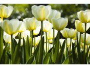 Flis foto tapeta Bijeli tulipani MS50127 | 375x250 cm Od flisa