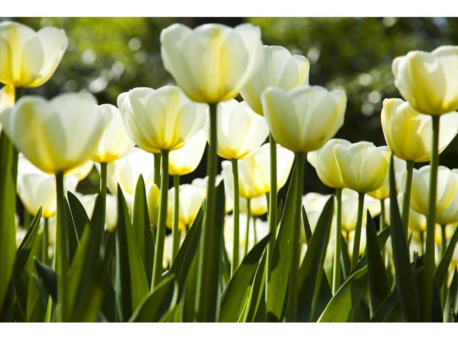 Flis foto tapeta Bijeli tulipani MS50127 | 375x250 cm