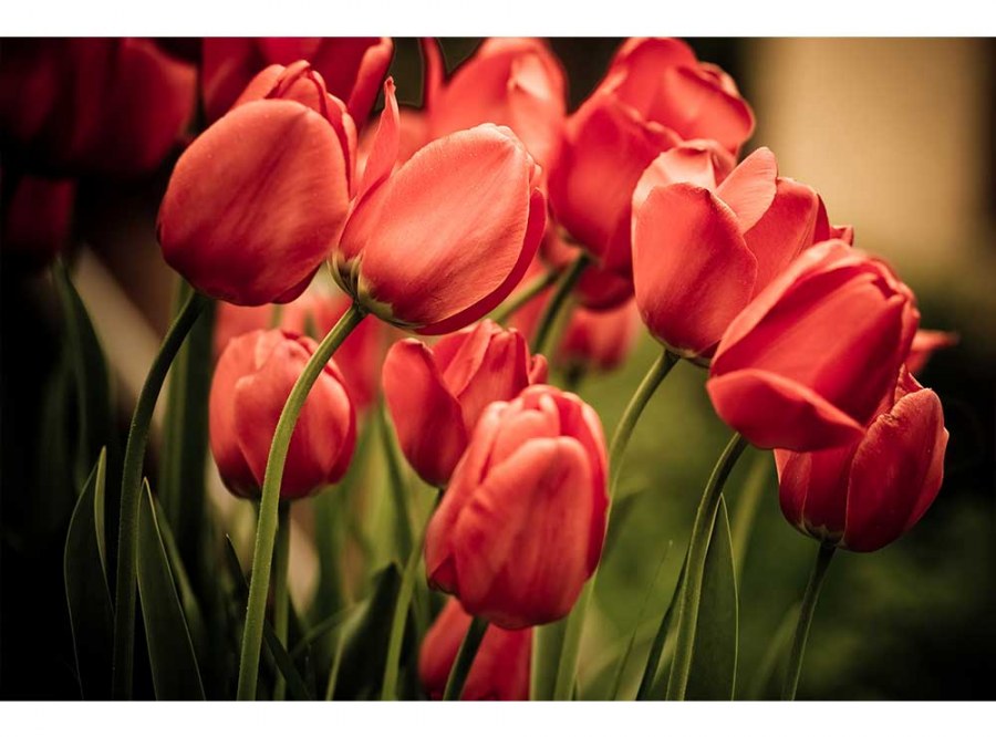 Flis foto tapeta Crveni tulipani MS50128 | 375x250 cm