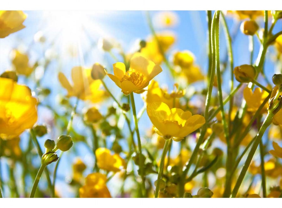 Flis foto tapeta Žuto cvijeće MS50134 | 375x250 cm - Od flisa