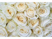 Flis foto tapeta Bijele ruže MS50137 | 375x250 cm Od flisa
