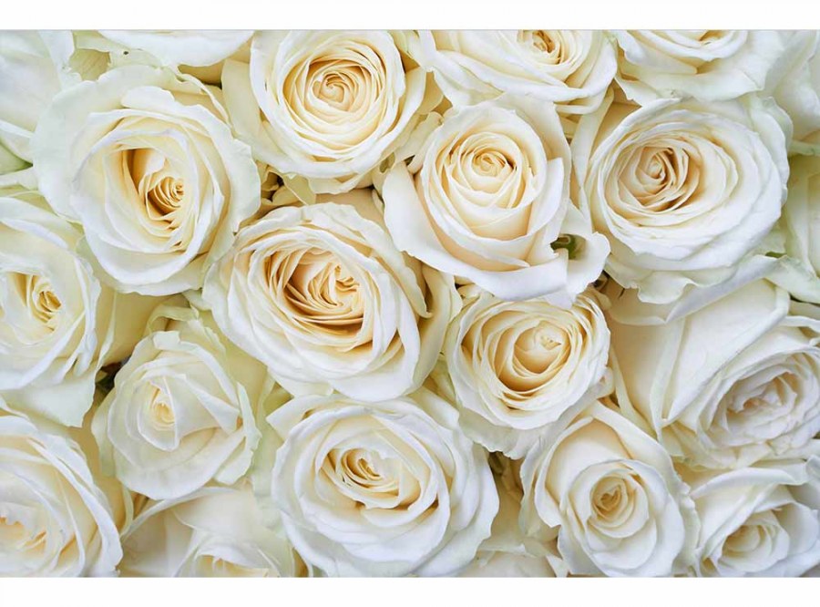 Flis foto tapeta Bijele ruže MS50137 | 375x250 cm - Od flisa