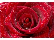 Flis foto tapeta Crvena ruža MS50138 | 375x250 cm Od flisa