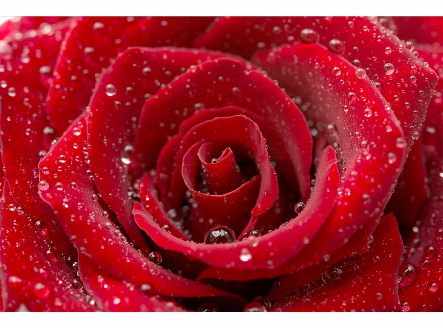 Flis foto tapeta Crvena ruža MS50138 | 375x250 cm