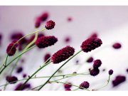 Flis foto tapeta Ljubičasti cvijet MS50141 | 375x250 cm Od flisa