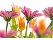 Flis foto tapeta Proljetni cvijet MS50142 | 375x250 cm Od flisa