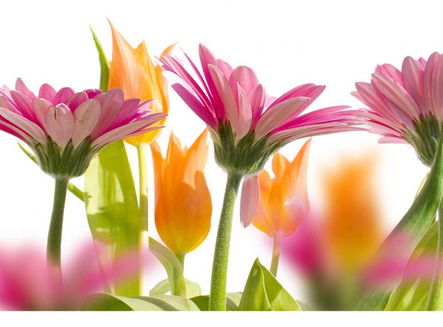 Flis foto tapeta Proljetni cvijet MS50142 | 375x250 cm - Od flisa