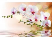 Flis foto tapeta Bijela orhideja MS50147 | 375x250 cm Od flisa