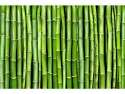 Flis foto tapeta Bambus MS50165 | 375x250 cm Od flisa