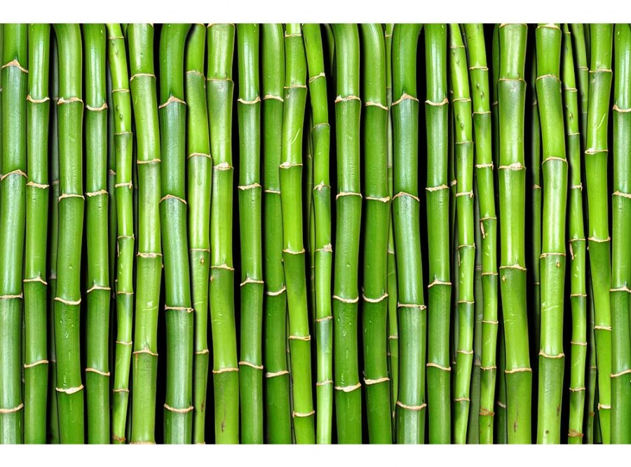 Flis foto tapeta Bambus MS50165 | 375x250 cm - Od flisa