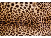 Flis foto tapeta Leopardna koža MS50184 | 375x250 cm Od flisa