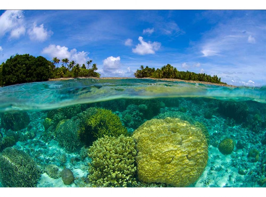 Flis foto tapeta Koraljni greben MS50200 | 375x250 cm - Od flisa