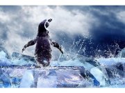 Flis foto tapeta Pingvin MS50219 | 375x250 cm Od flisa