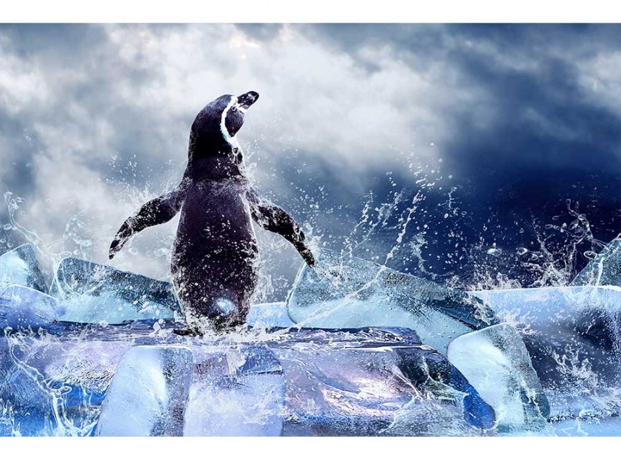 Flis foto tapeta Pingvin MS50219 | 375x250 cm - Od flisa