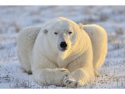 Flis foto tapeta Polarni medvjed MS50220 | 375x250 cm Od flisa